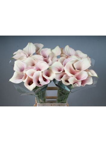 ZANT CAPT ROSETTE 80CM