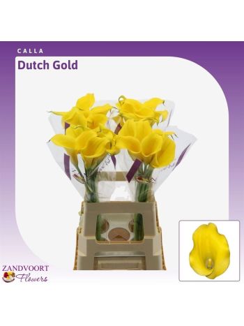 ZANT DUTCH GOLD 70CM