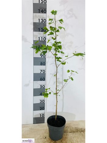 GINKGO BILOBA