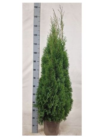 THUJA O SMARAGD