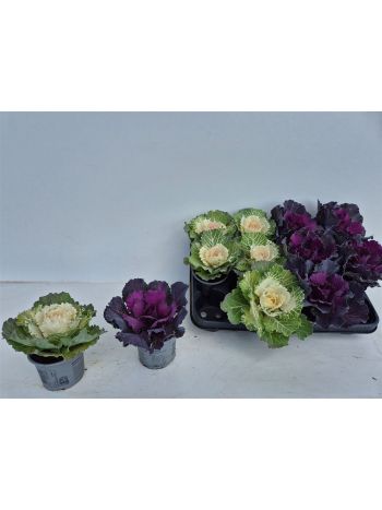 BRASSICA OLERACEA