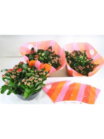 KAL ROSALIE TÖBB SZÍNŰ TÁL