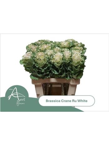 BRASS CRANE RU WHITE