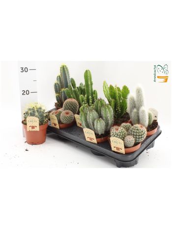 CACTUS GEM *9