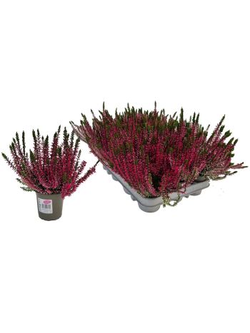 CALLU GA G PINK