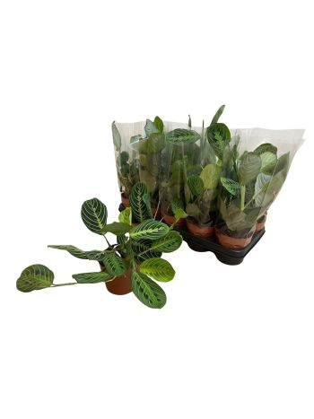 MARANTA LEMON