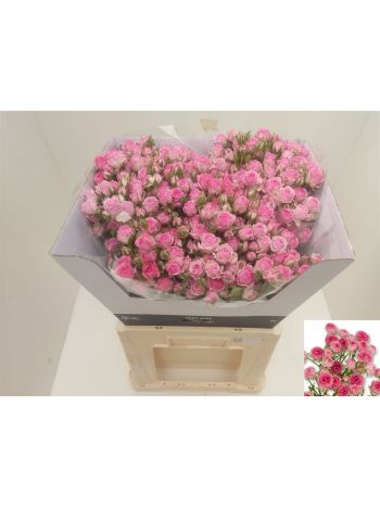 R TR KATE-LYNN PINK 60CM