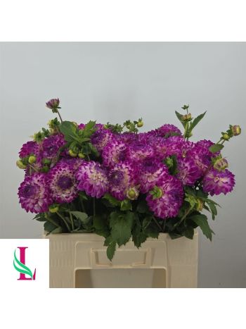 DAHL CERAS CORSAGE