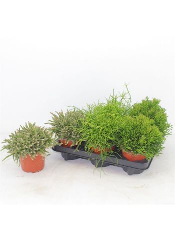 RHIPSALIS MIX