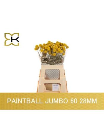 CRAS PAINTBALL JUMBO
