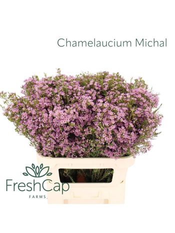 CHAME UN MICHAL