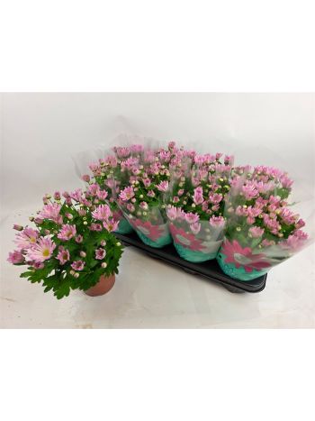 CHRYS GAIA PINK