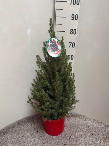 PICEA GL