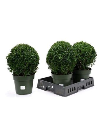 BUXU SEMPERVIRENS GÖMB