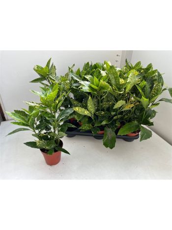 AUCUBA J VARIEGATA