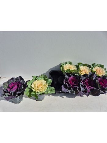 BRASSICA OLERACEA