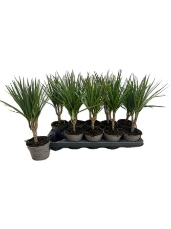 DRA MARGINATA