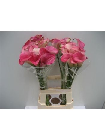 ZANT CAPT ROMANCE 70CM
