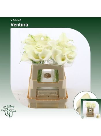 ZANT  CAPT VENTURA 55CM