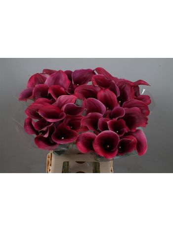 ZANT  CAPT PROMISE 65CM
