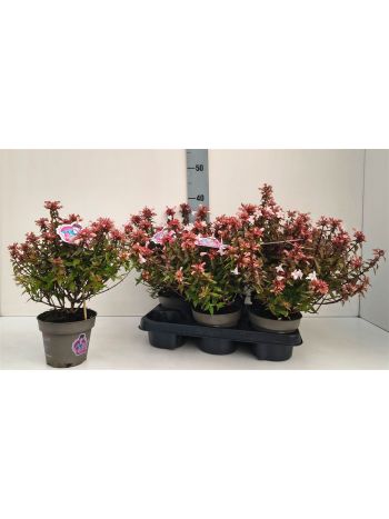 ABEL GRANDIFLORA