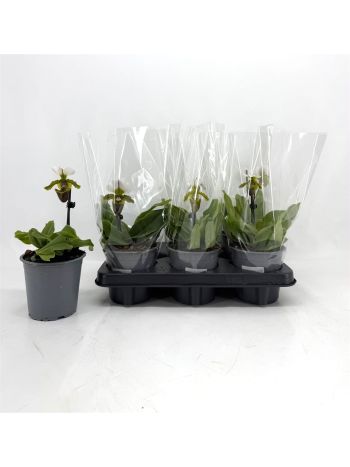 PAPH AMERIKA