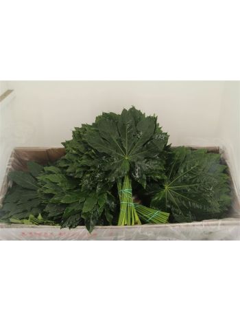 ZO ARALIA EXTRA