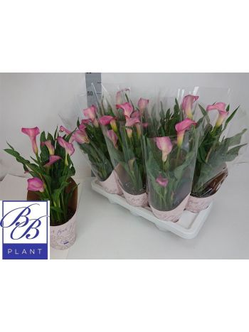 ZANT PINK