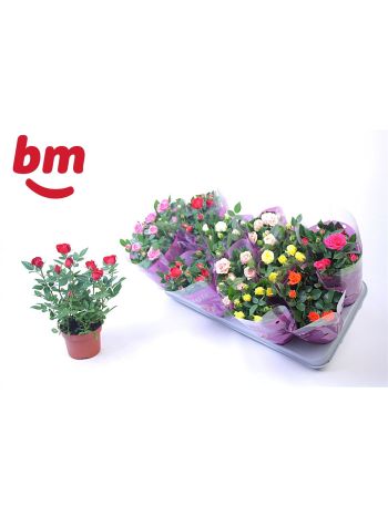 RO B MONDE GEM