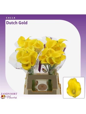 ZANT DUTCH GOLD