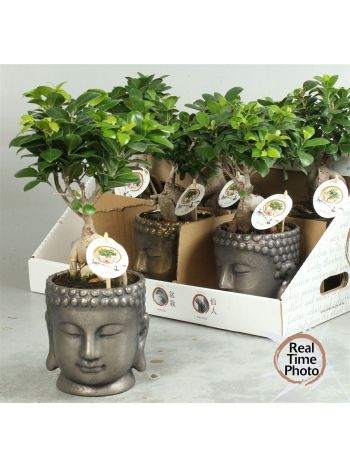 FIC MI GINSENG BUDDHA KASPÓS