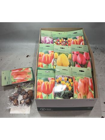 HAGYMA TULIPAN *40