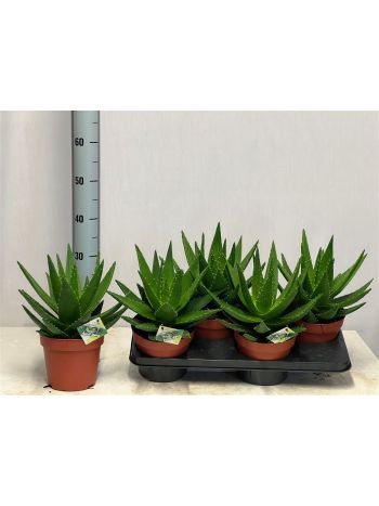 ALOE PERFOLIATA