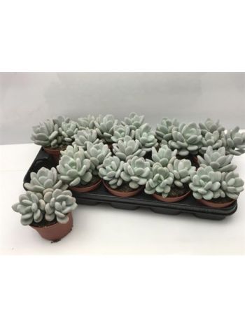 PACHYPHYTUM OVIFERUM