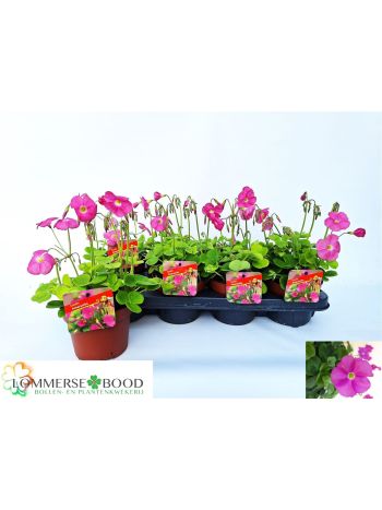 OXALIS BOW AMARANTHA