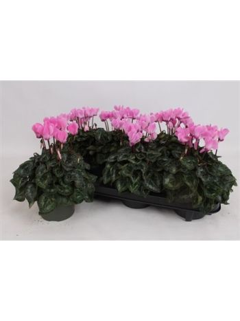 CYCL MIDI PINK *6