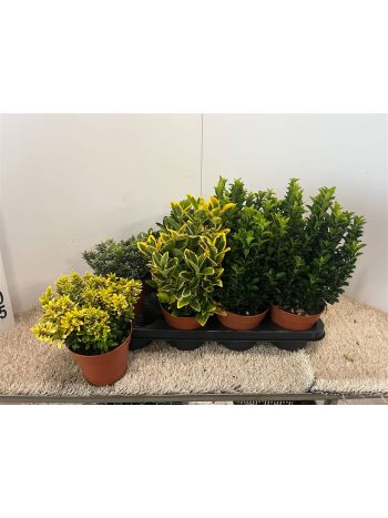 EUONYMUS JAP GEM