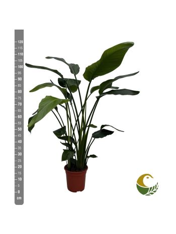 STRELITZIA NICOLAI