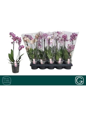 PHAL MF 2 ÁG MIX