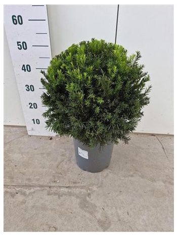 TAXUS M GROENLAND GÖMB