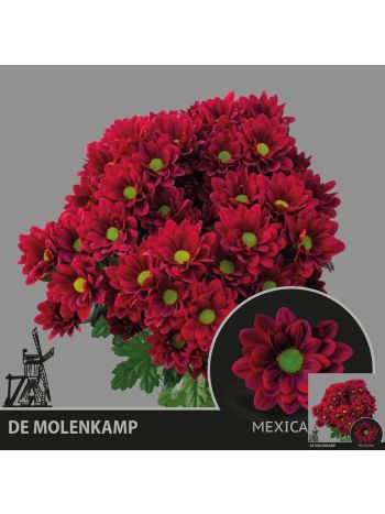 CHR T MEXICANO