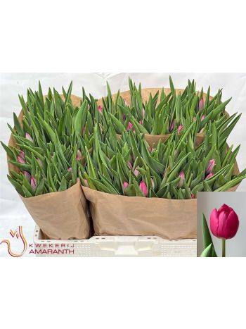 TU EN PINK ARDOUR