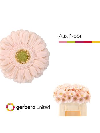 GE MI ALIX-NOOR