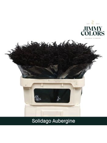 SOLI OV KLB H% - AUBERGINE