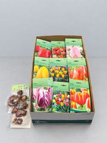 HAGYMA TULIPAN *40