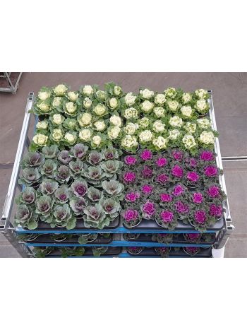 BRASSICA OLERACEA