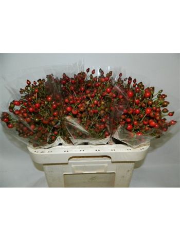 ROSA CLASS FRUITILIA