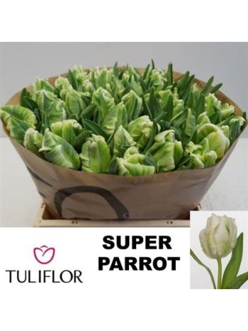 TU PA SUPER PARROT