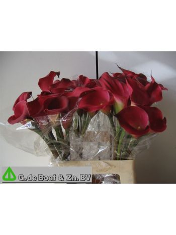 ZANT OV - RED 60CM