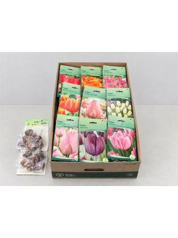 HAGYMA TULIPAN *40